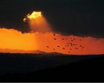 birds at sunset.jpg