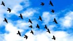 flock of blackbirds.jpg