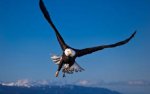 eagle close-up.jpg