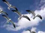 group of seagulls.jpg