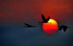 sandhill cranes, California.jpg