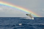 o-RAINBOW-HAWAII-900.jpg