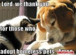 adopt homeless pets.jpg