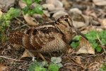 euroasiatic-woodcock.jpg