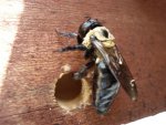 carpenter_bee_hole.jpg