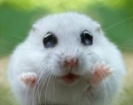 Cute-little-whiskers-l.jpg