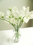 sweet peas.jpg