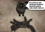 excess cat hair.jpg