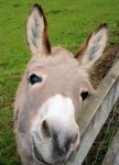 cute-cuddly-donkey.jpg