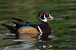 wood-duck.jpg