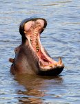 yawn-hippo.jpg