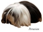 breed_peruvian.jpg