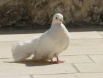 White_bird-Jerusalem.jpg