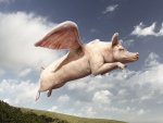 flying-pig.jpg