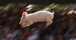 flyingpiglet.jpg