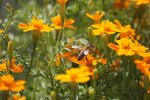 bee on flowers.jpg