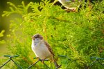 bird on wire fence.jpg