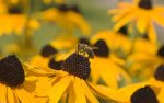 black-eyed Susans.jpg