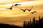 birds in flight.jpg