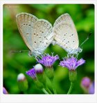 butterflies on flowers.jpg