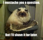 Mustache Question.jpg