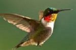 hummingbird.jpg