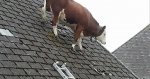 cow-on-a-roof.jpg