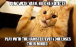 Playful Hamster Cat.jpg