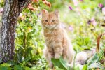 cat in flowers.jpg