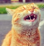 cat laughing.jpg