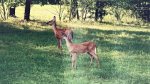 Two Deer.jpg