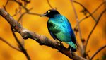 blue_bird-HD.jpg