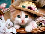 cute kitten-1.jpg