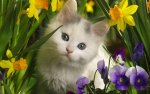 daffodil kitten.jpg