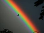 bird in rainbow.jpg