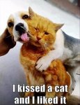 I Kissed a Cat.jpg