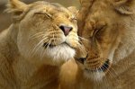 animals-hugging-6.jpg