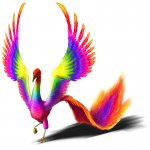 rainbow-bird.jpg