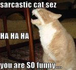 Sarcastic Cat.jpg