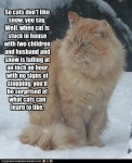 snow cat.jpg