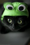 frog cat.jpg