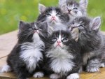 group of kittens.jpg