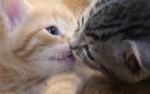 kissing kittens.jpg