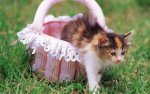 kitten in basket (2).jpg