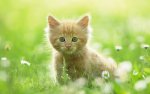 kitten in daisies.jpg