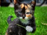 Funny-Cute-Kittens-8.jpg