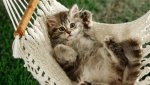 kitten in hammock.jpg