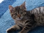 kitten on rug.jpg