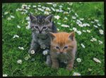 kittens in daisies.jpg