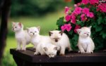 kittens in flowers.jpg